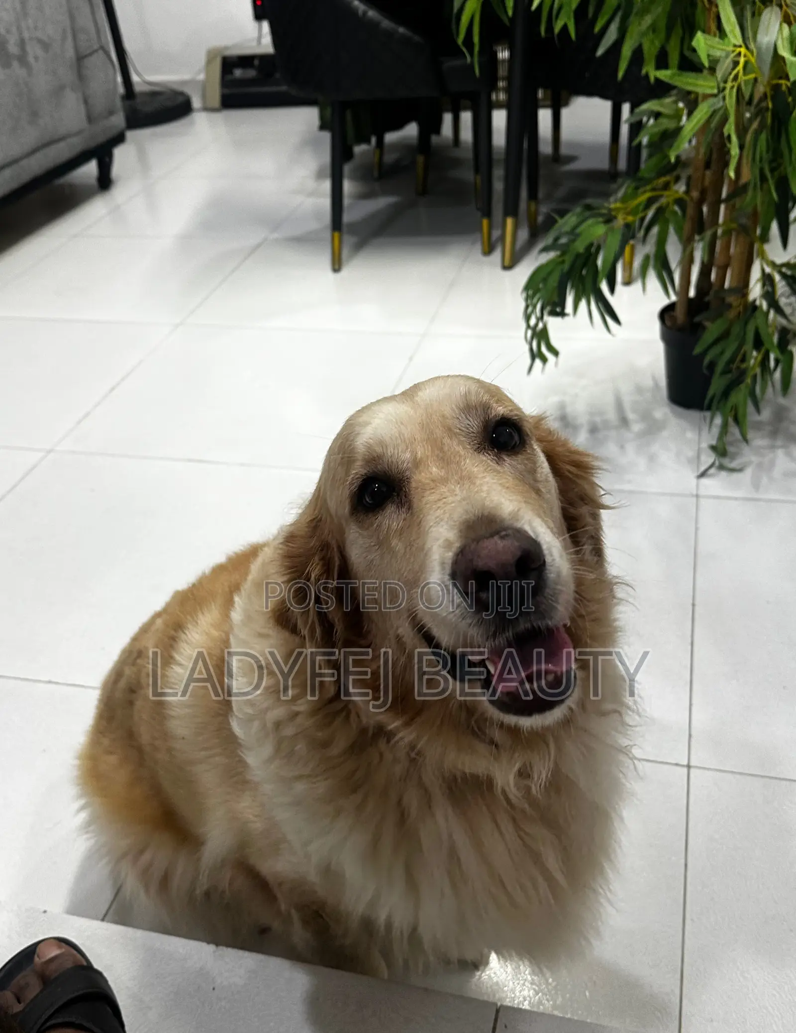 1+ year Female Purebred Golden Retriever
