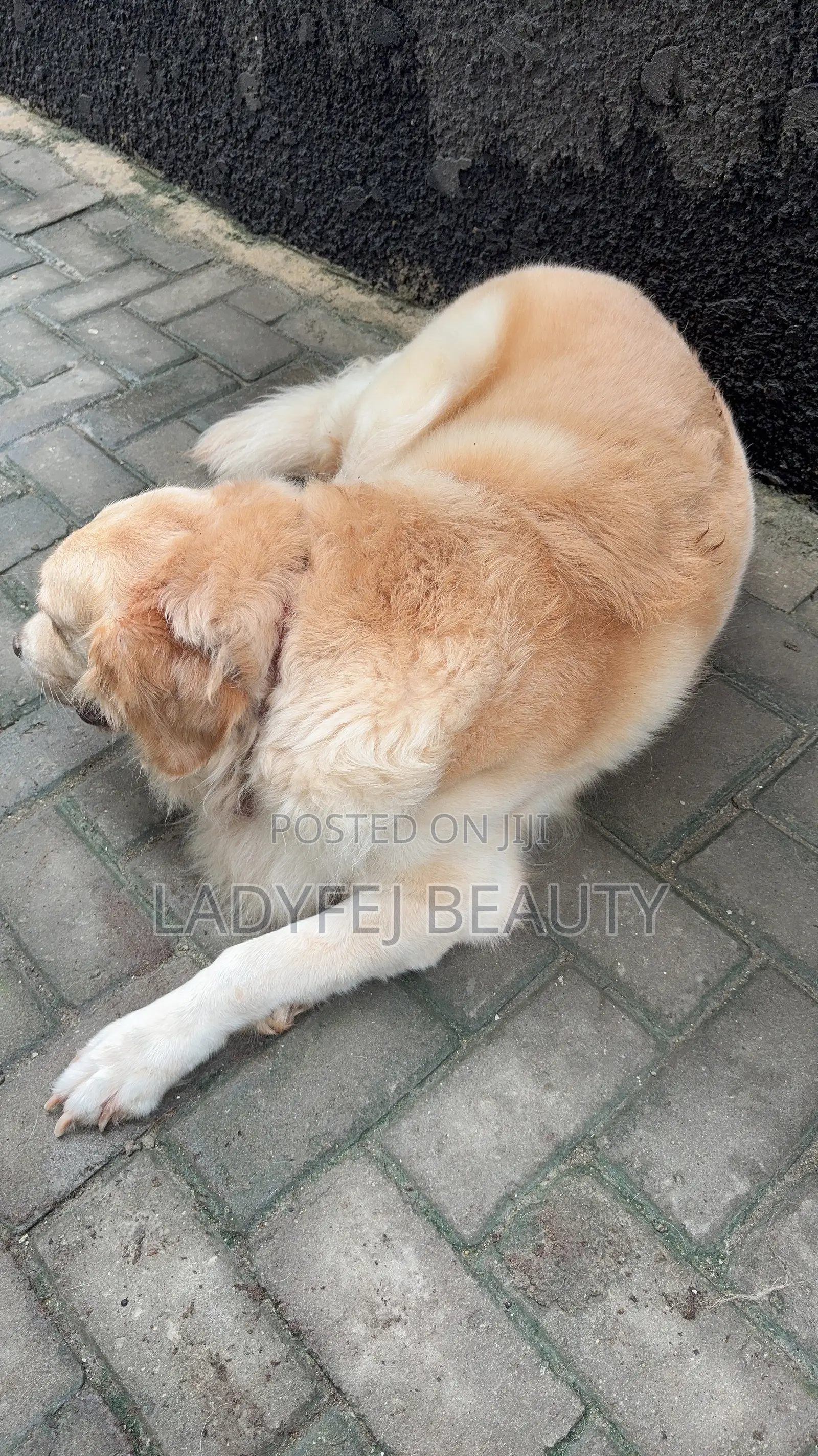 1+ year Female Purebred Golden Retriever