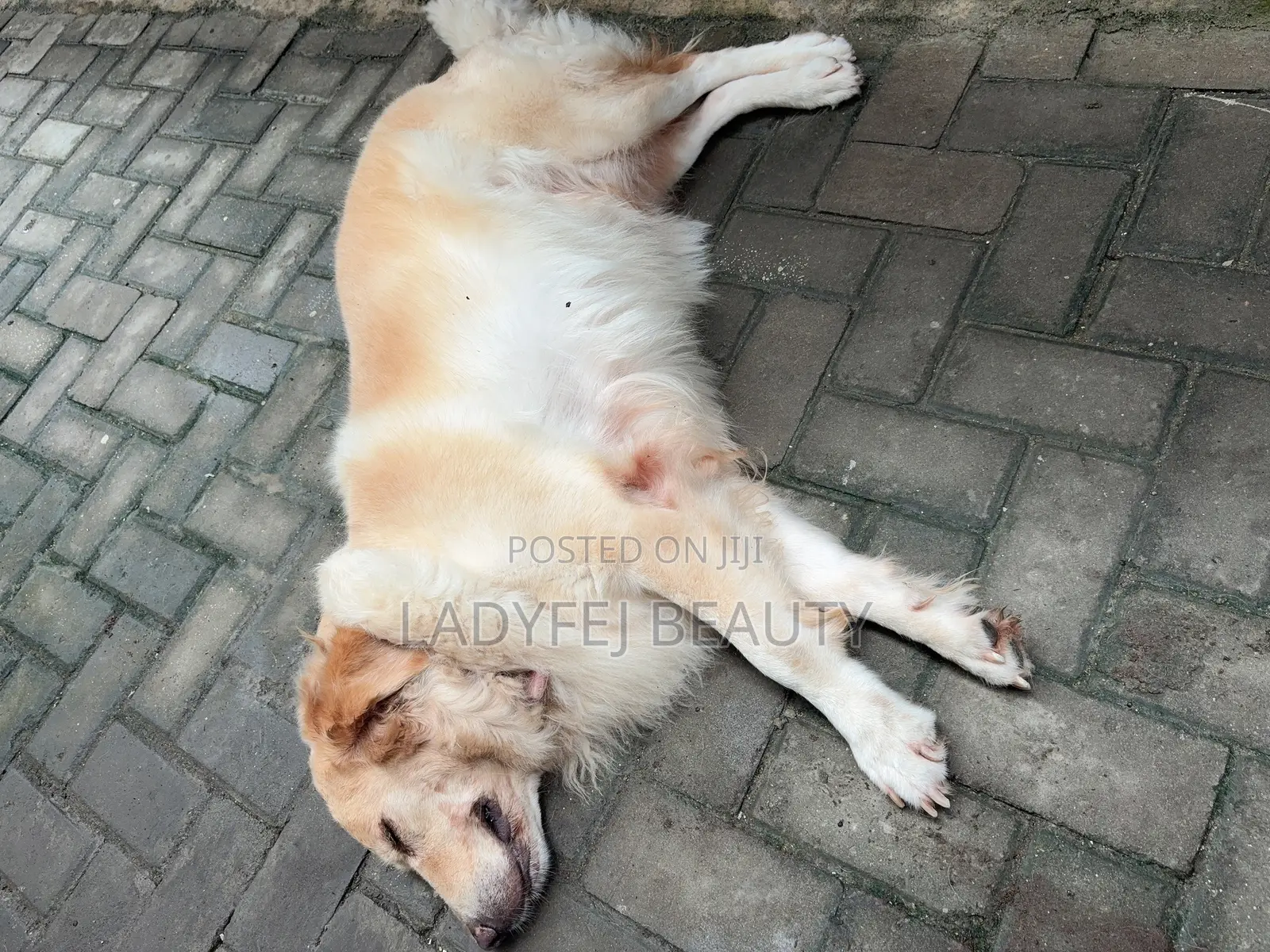 1+ year Female Purebred Golden Retriever