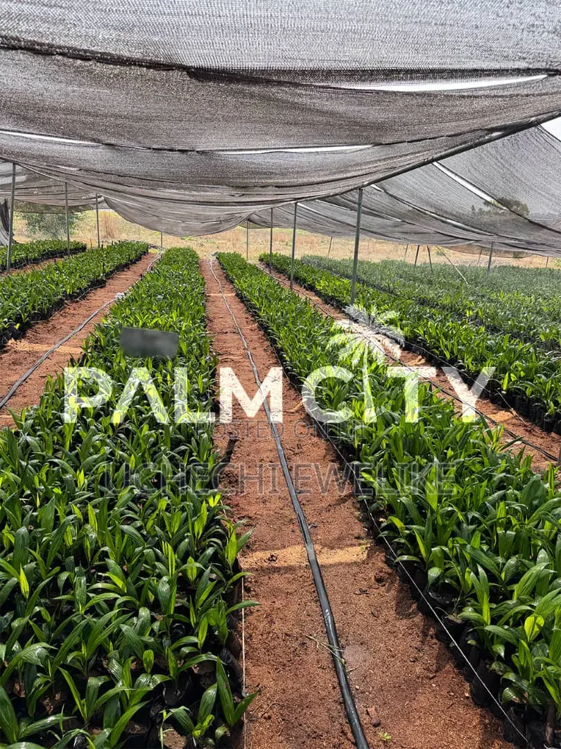 Own a Palm Plantation in Ogbomoso Oyo State With 3.6m and Above
