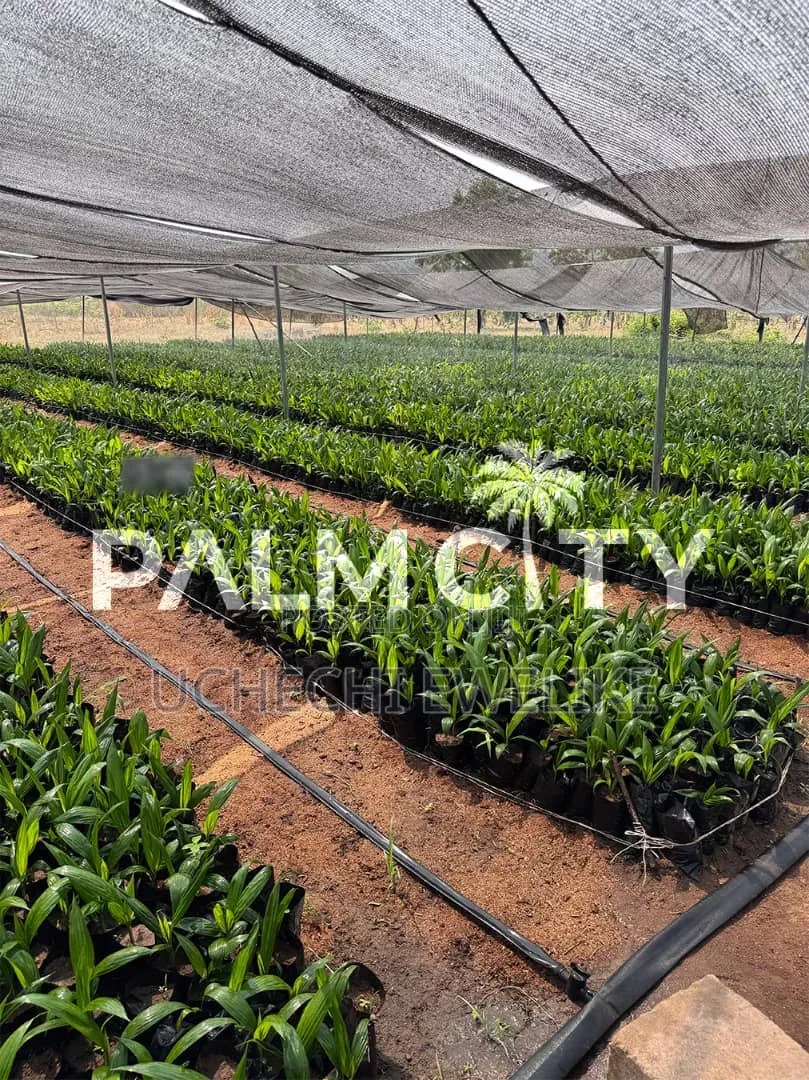 Own a Palm Plantation in Ogbomoso Oyo State With 3.6m and Above