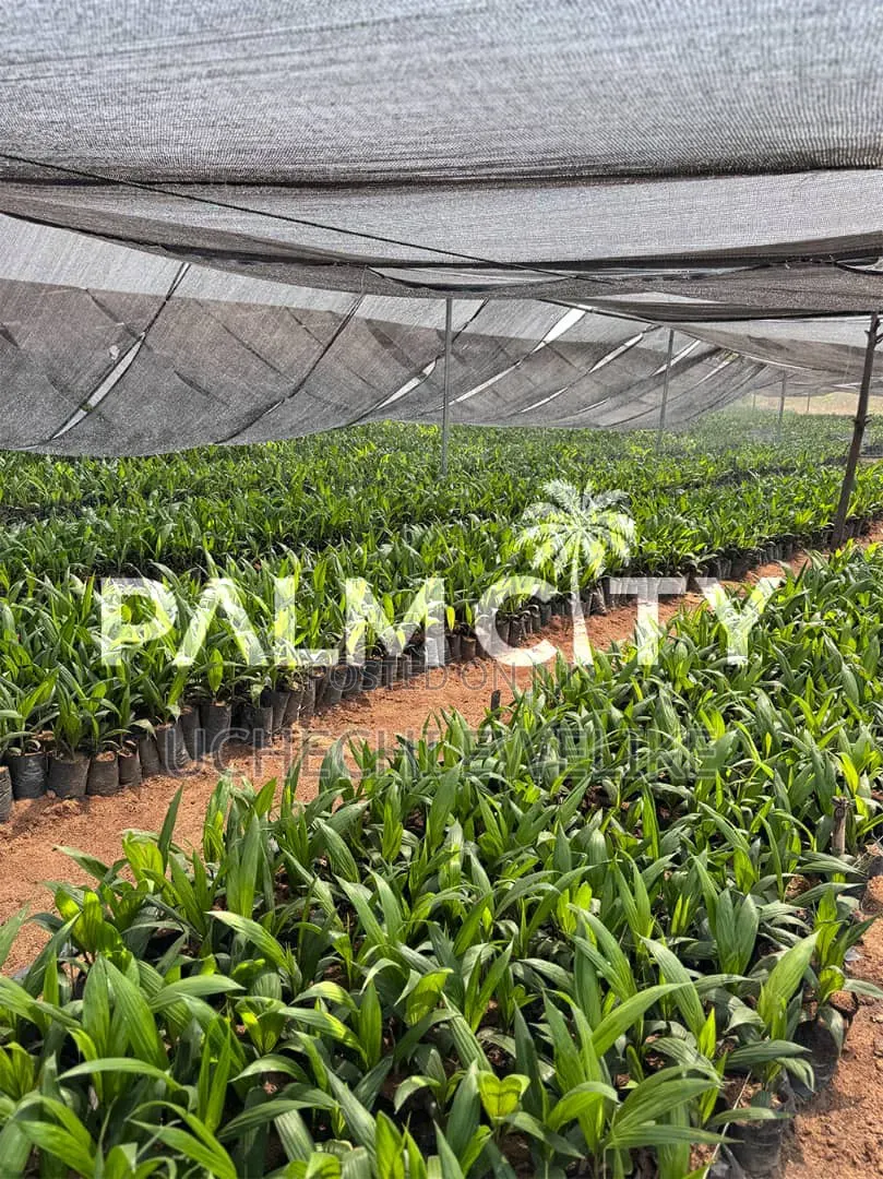 Own a Palm Plantation in Ogbomoso Oyo State With 3.6m and Above