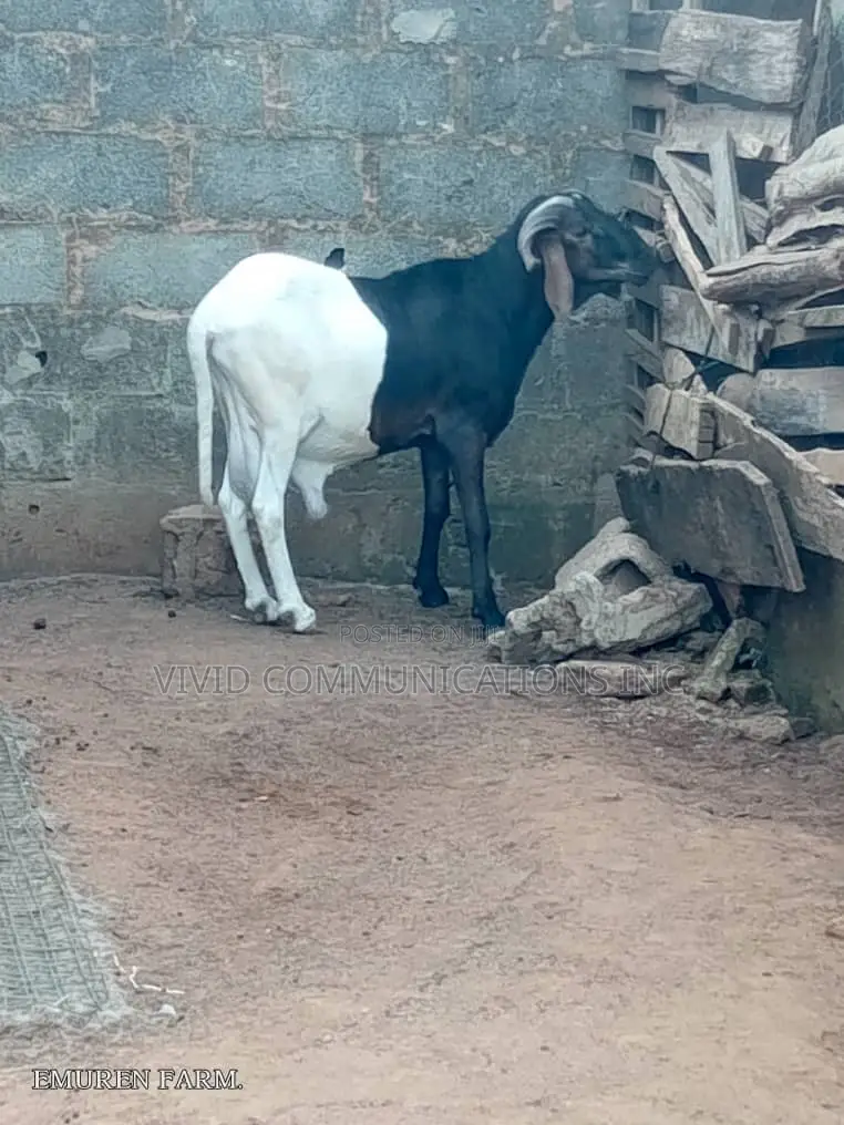 Ileya Rams - Emuren Farms