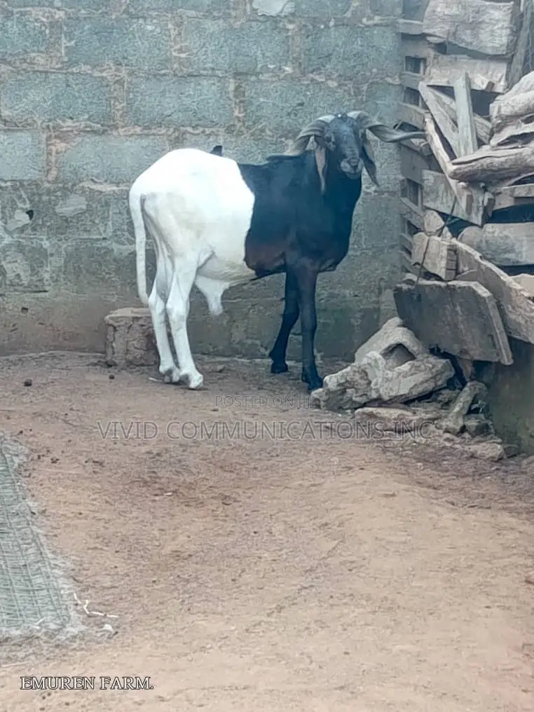 Ileya Rams - Emuren Farms