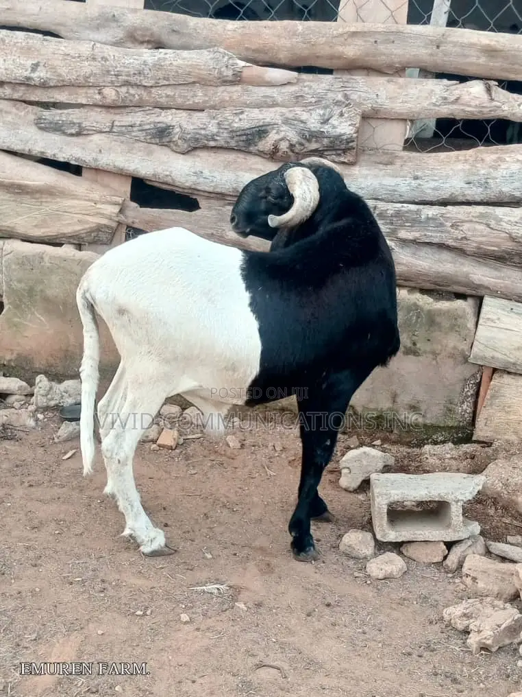 Ileya Rams - Emuren Farms