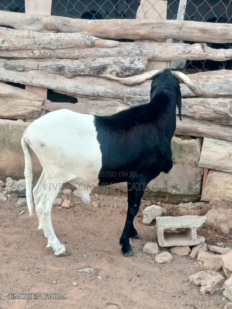 Ileya Rams - Emuren Farms