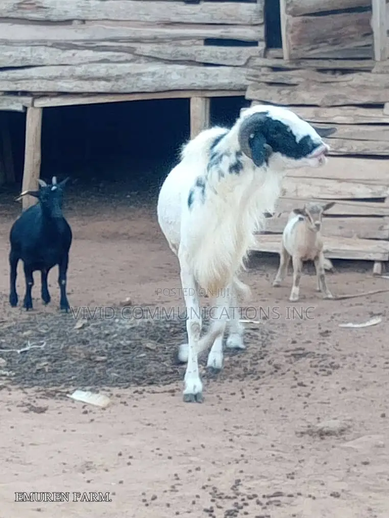 Ileya Healthy Food Ram - Emuren Farms