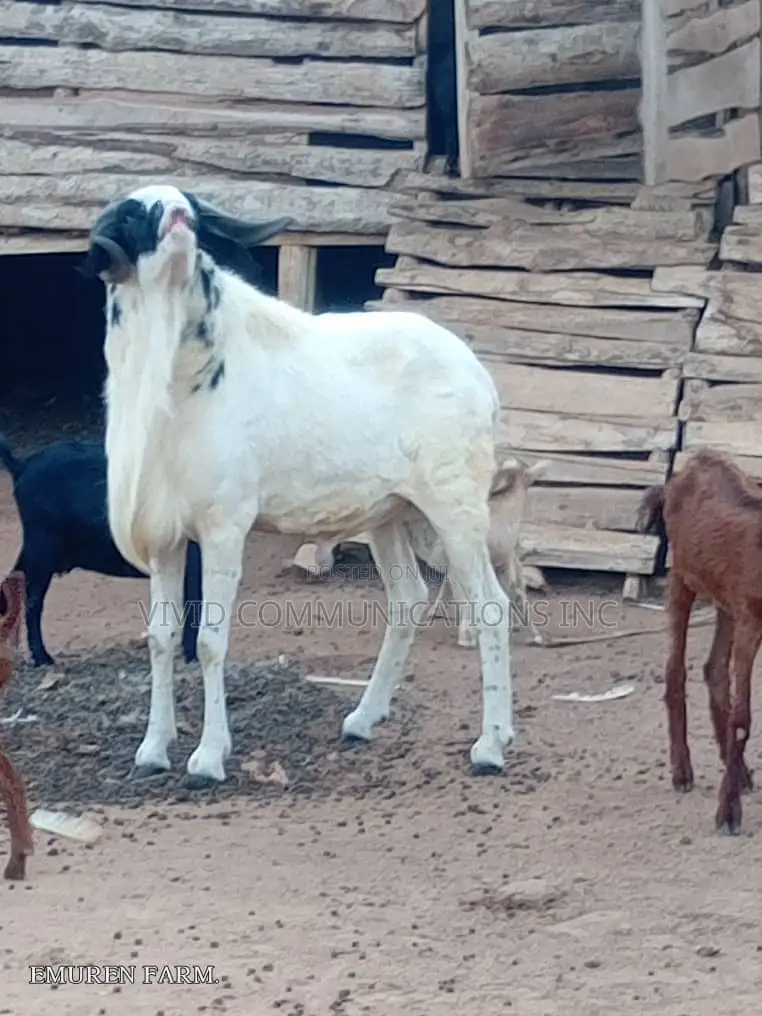 Ileya Healthy Food Ram - Emuren Farms