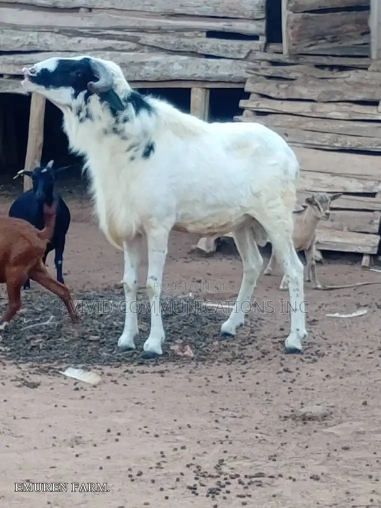 Ileya Healthy Food Ram - Emuren Farms