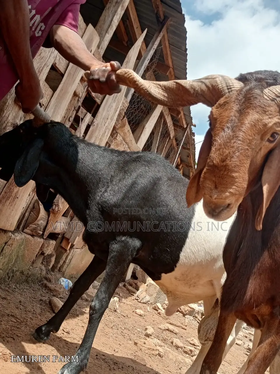 Ileya Ram - At Emuren Farm