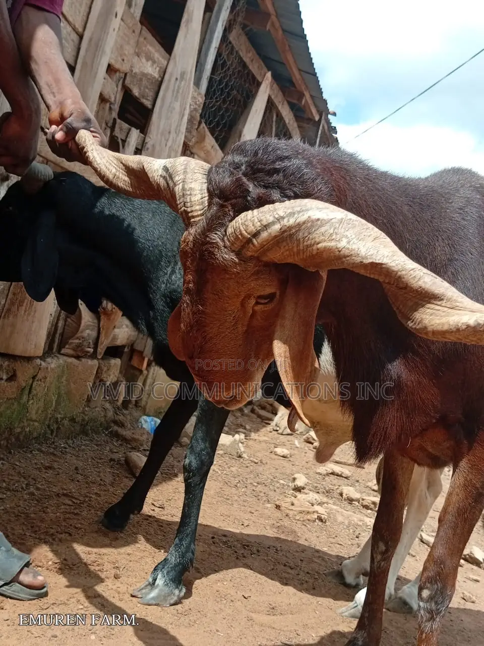 Ileya Ram - At Emuren Farm