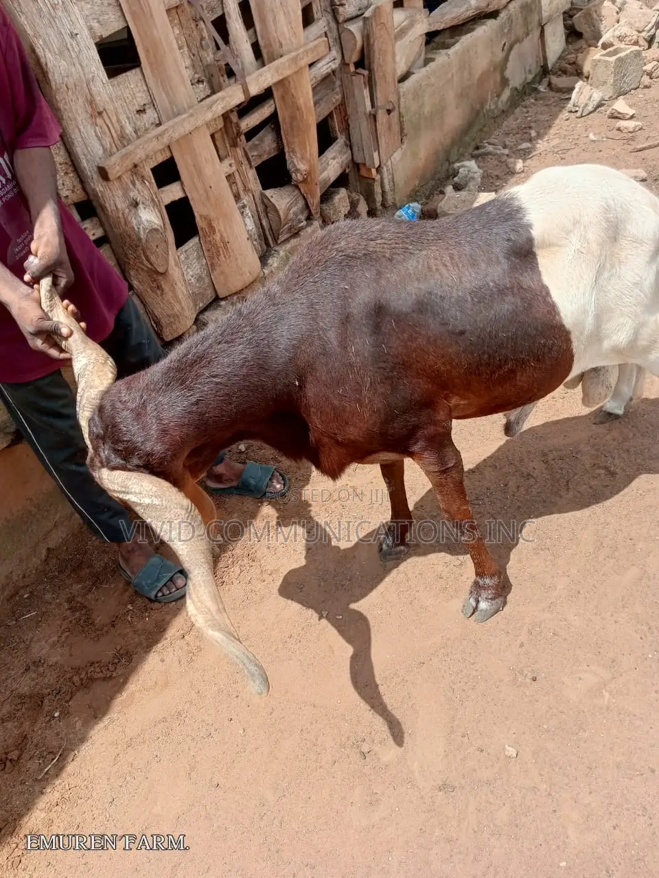 Ileya Ram - At Emuren Farm