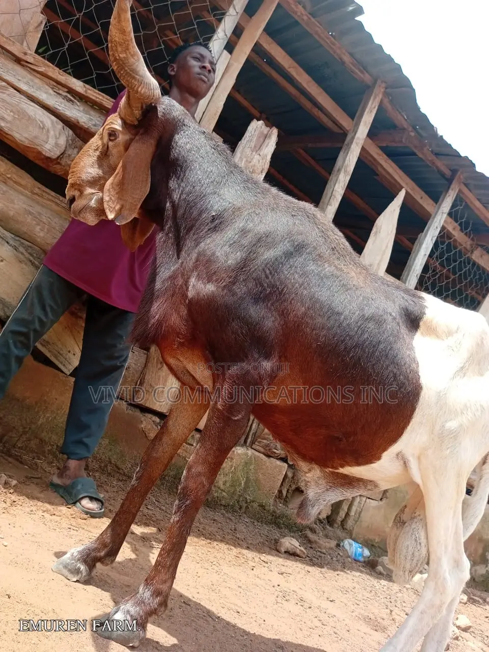 Ileya Ram - At Emuren Farm