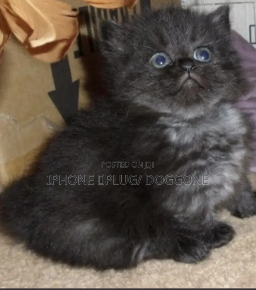 1-3 months Female Purebred Persian