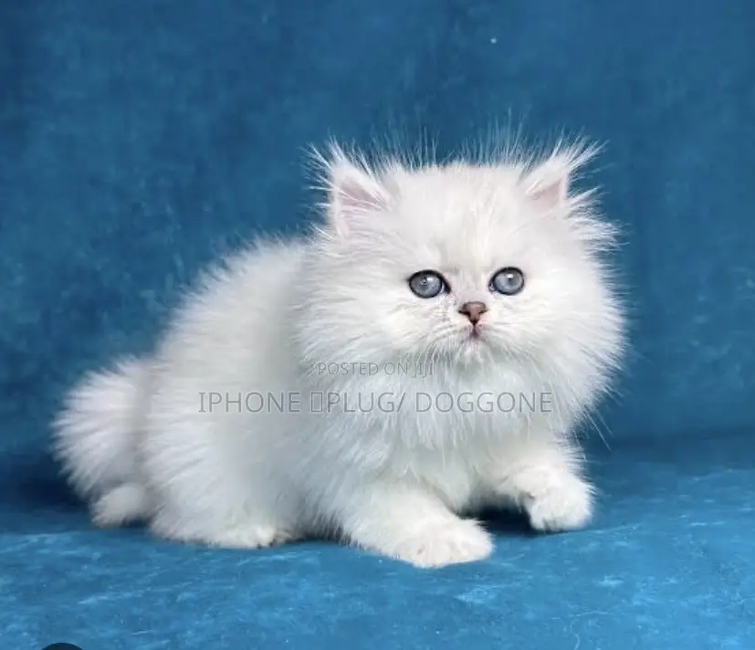 1-3 months Female Purebred Persian