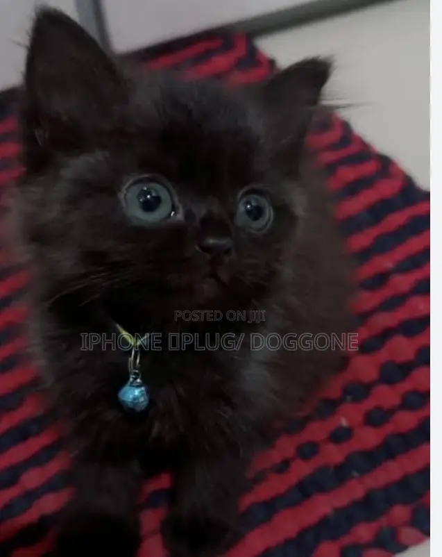 1-3 months Female Purebred Persian