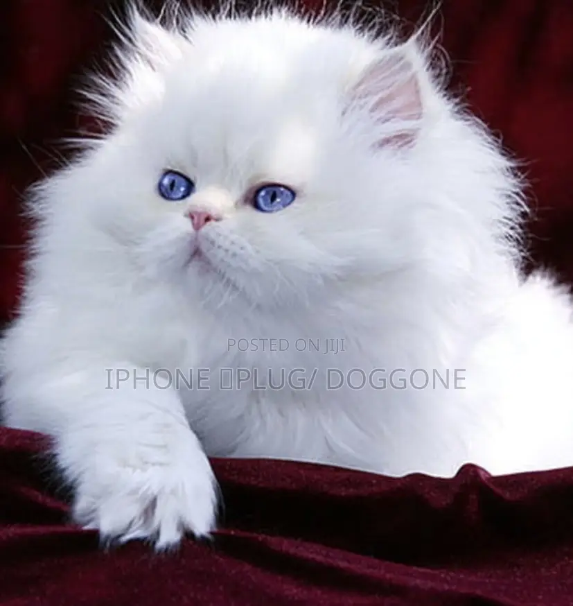 1-3 months Female Purebred Persian