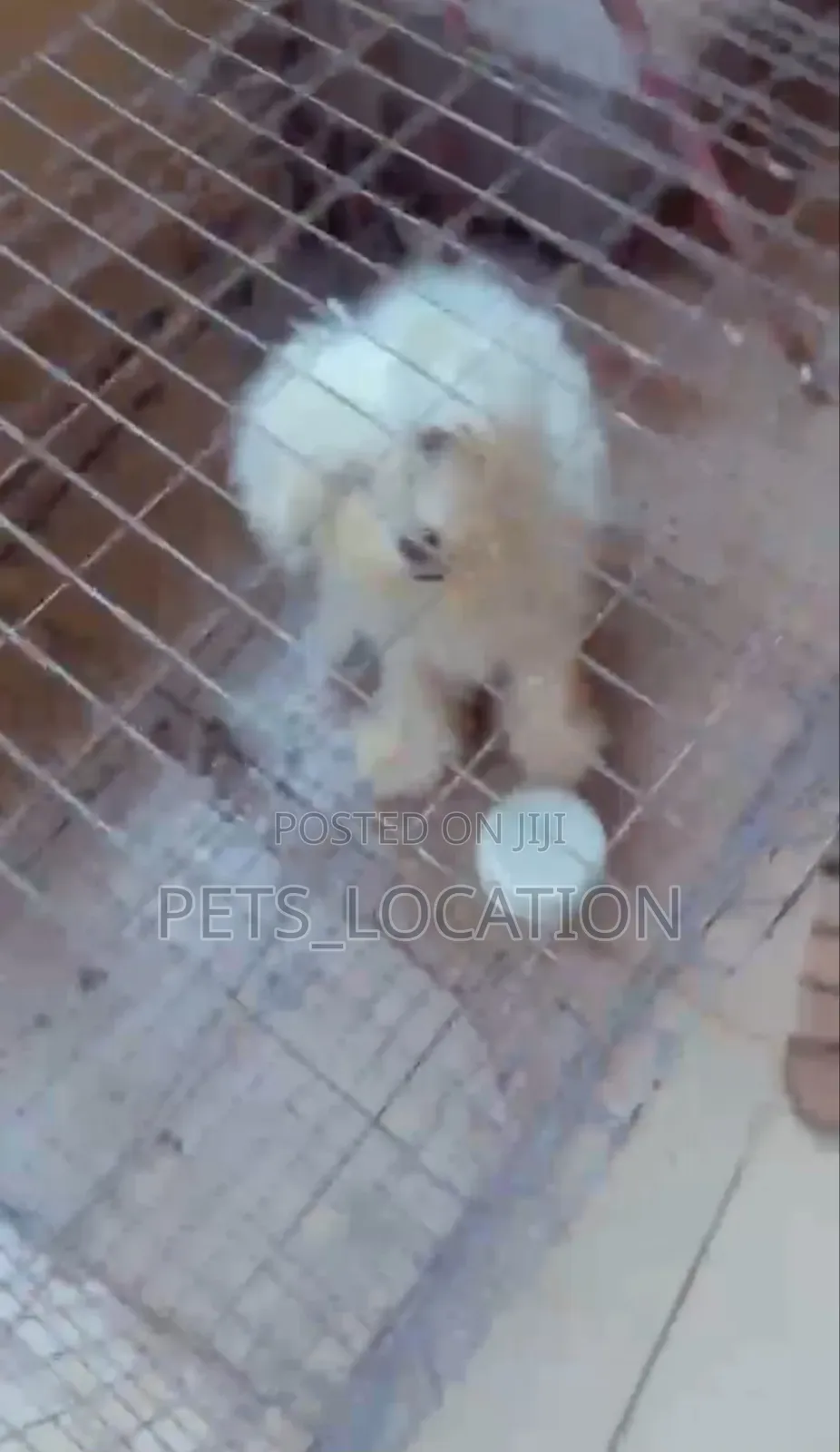 6-12 months Female Purebred Lhasa Apso