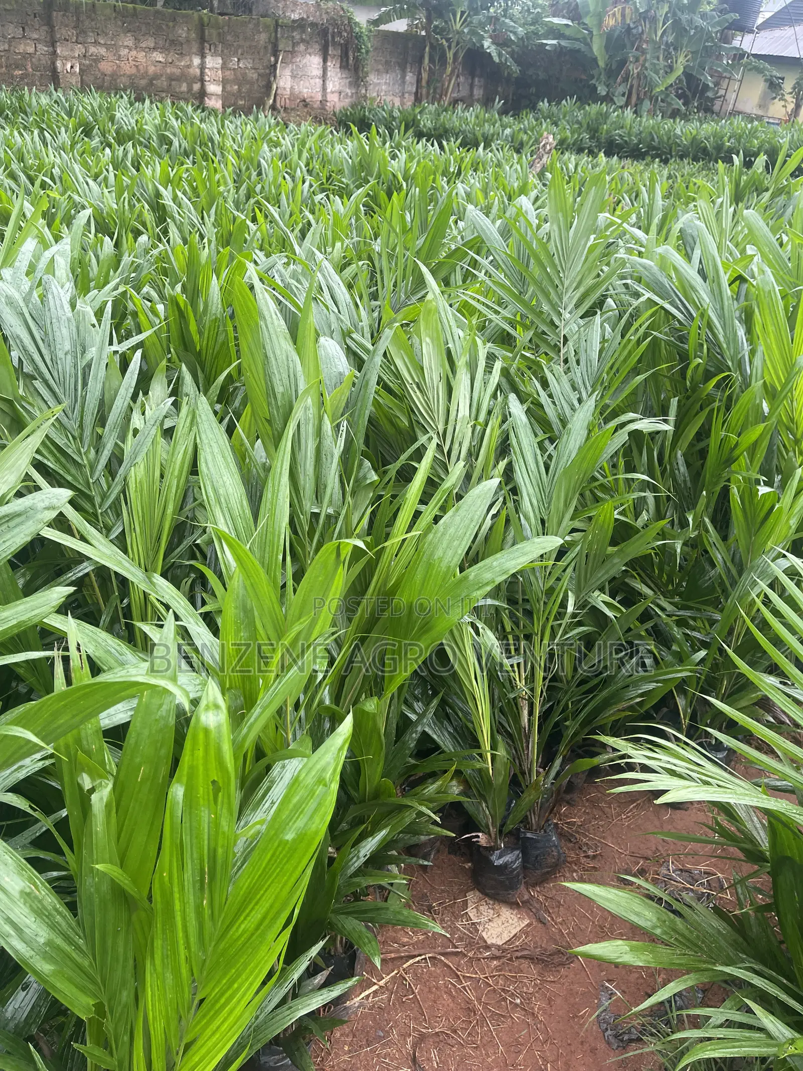 Malaysia Supergene Palm Seedling