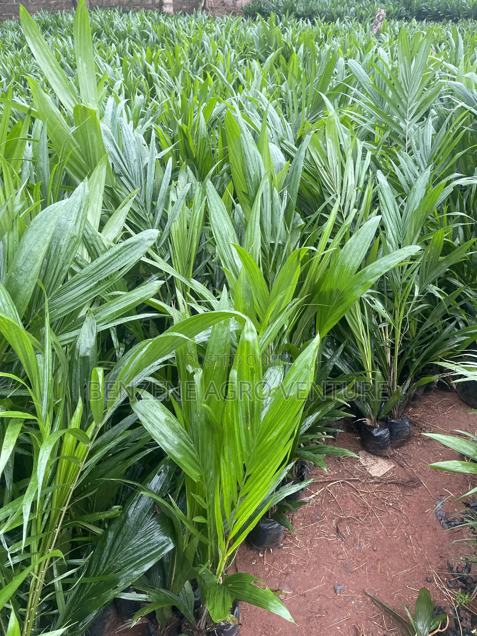 Malaysia Supergene Palm Seedling