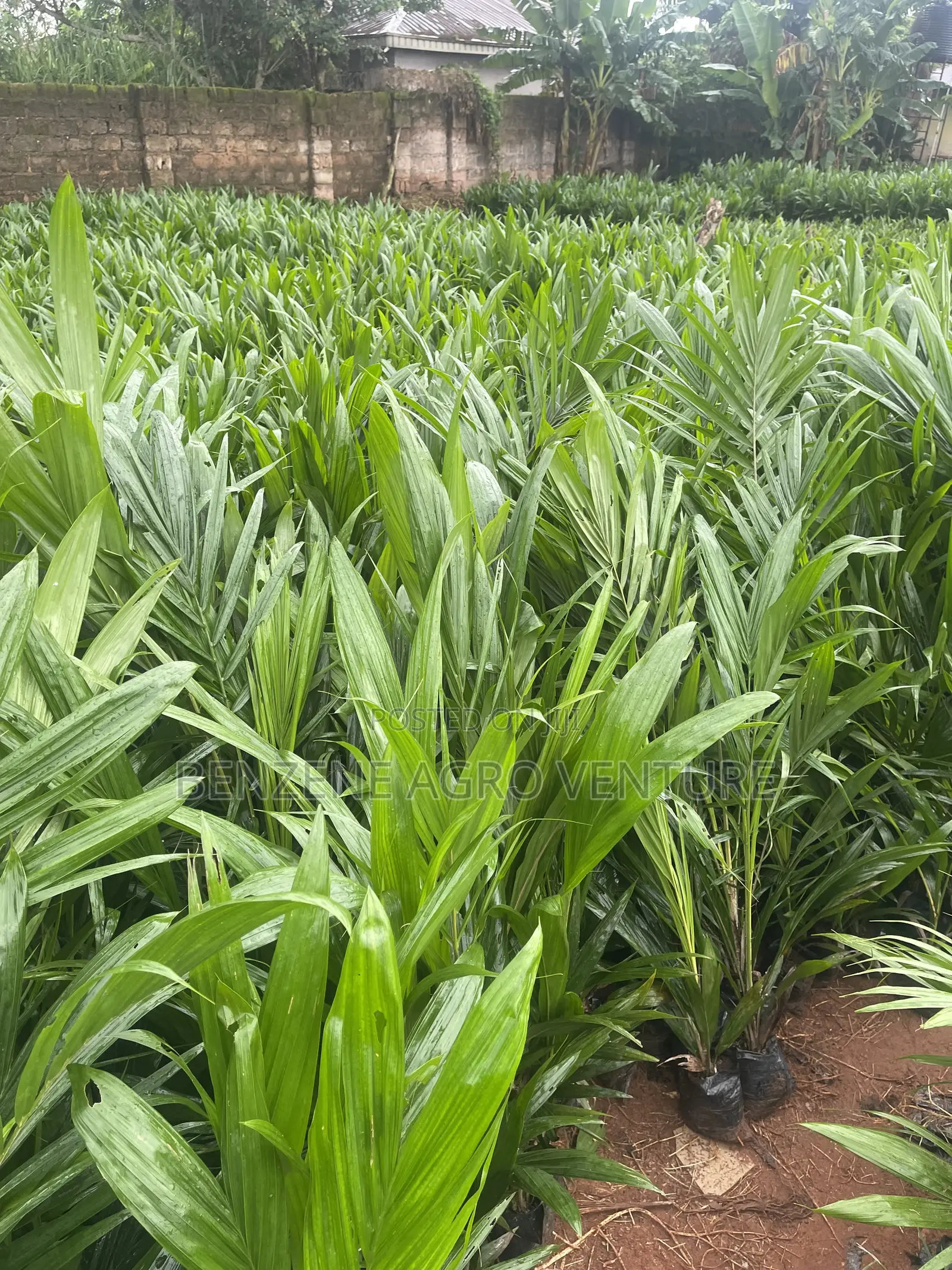 Malaysia Supergene Palm Seedling