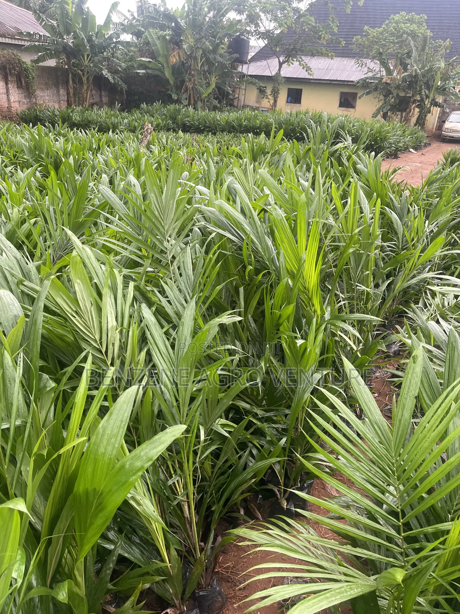 Malaysia Supergene Palm Seedling
