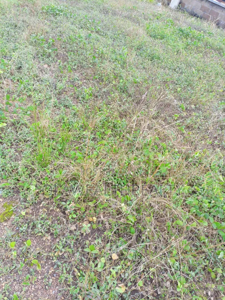 6.21 Hectares Residential Land at Wasa, Apo
