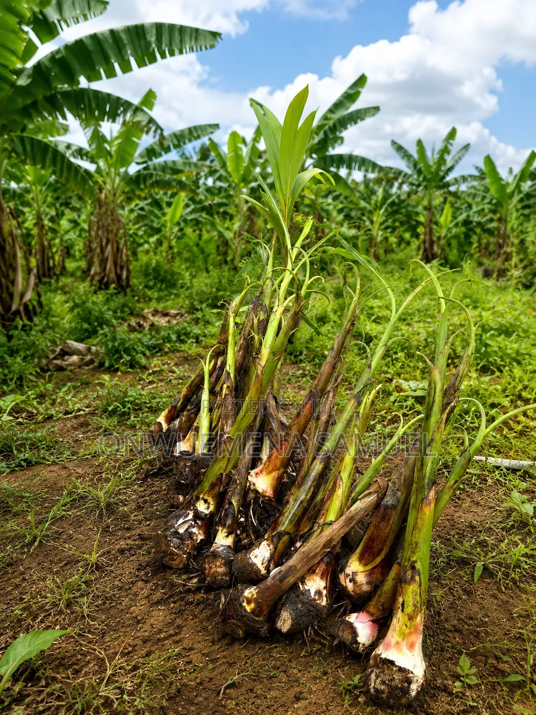 Fresh Grow Out Plantain Sucker