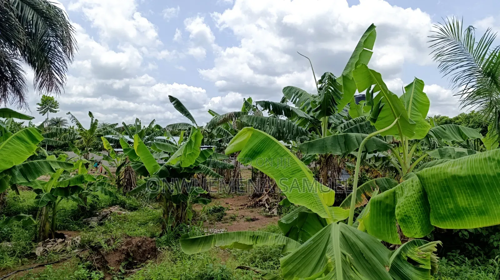 Fresh Grow Out Plantain Sucker