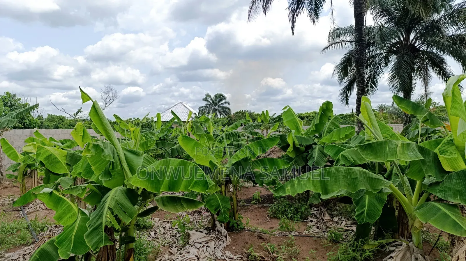 Fresh Grow Out Plantain Sucker