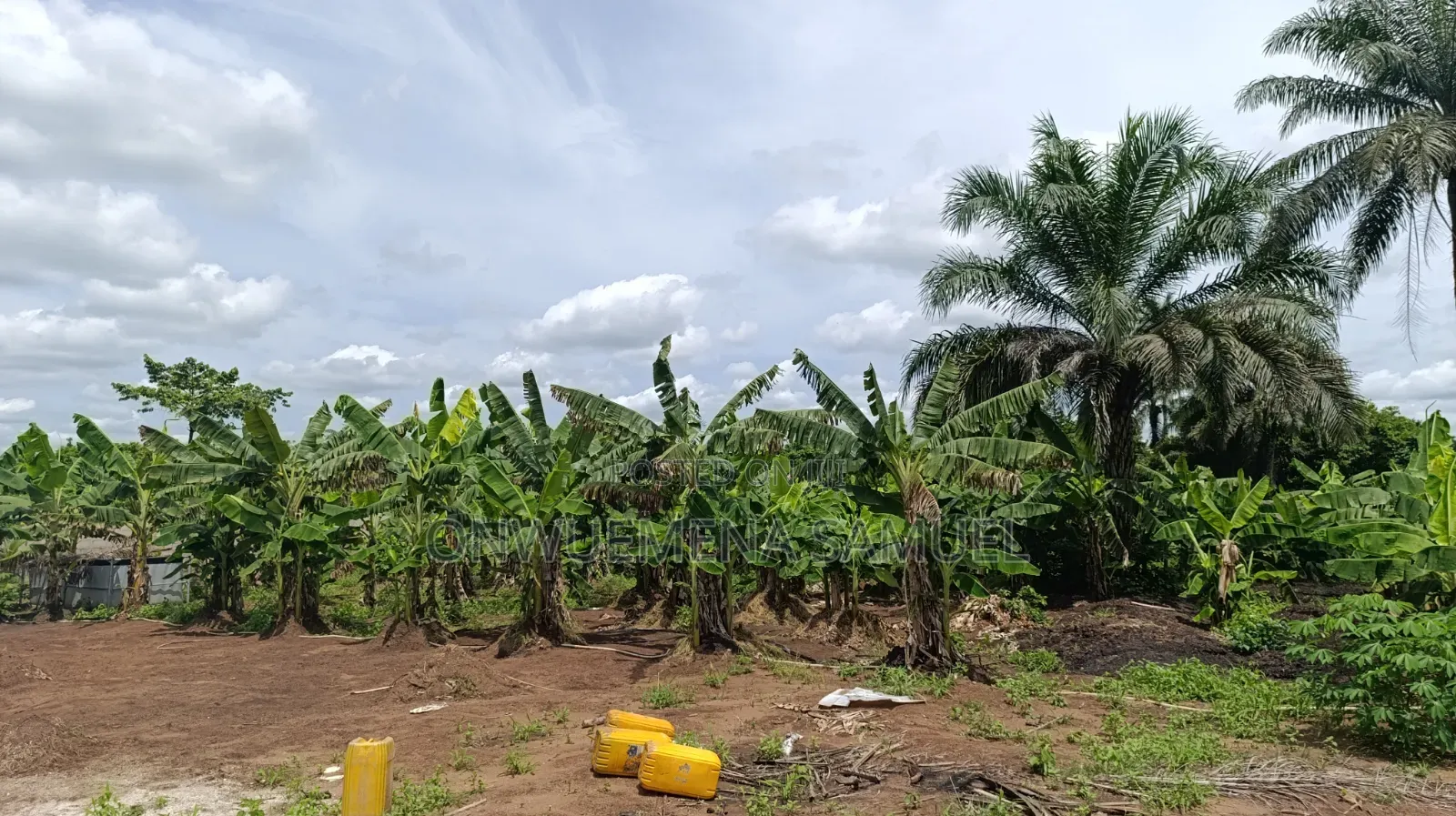 Fresh Grow Out Plantain Sucker