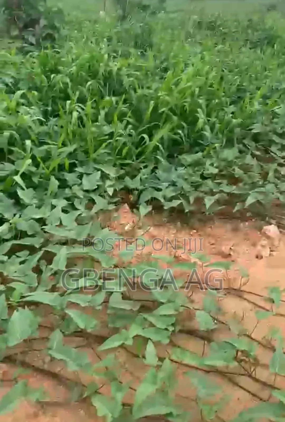 Over Half Plot of Land for Sale at Off Isheri Igando Road Lagos