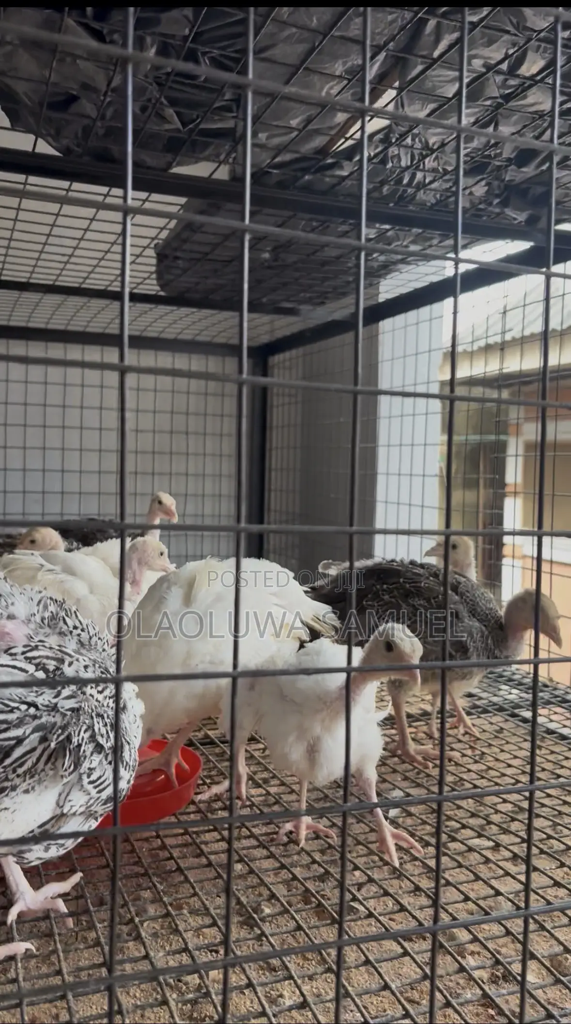 Friegn and Local Turkeys