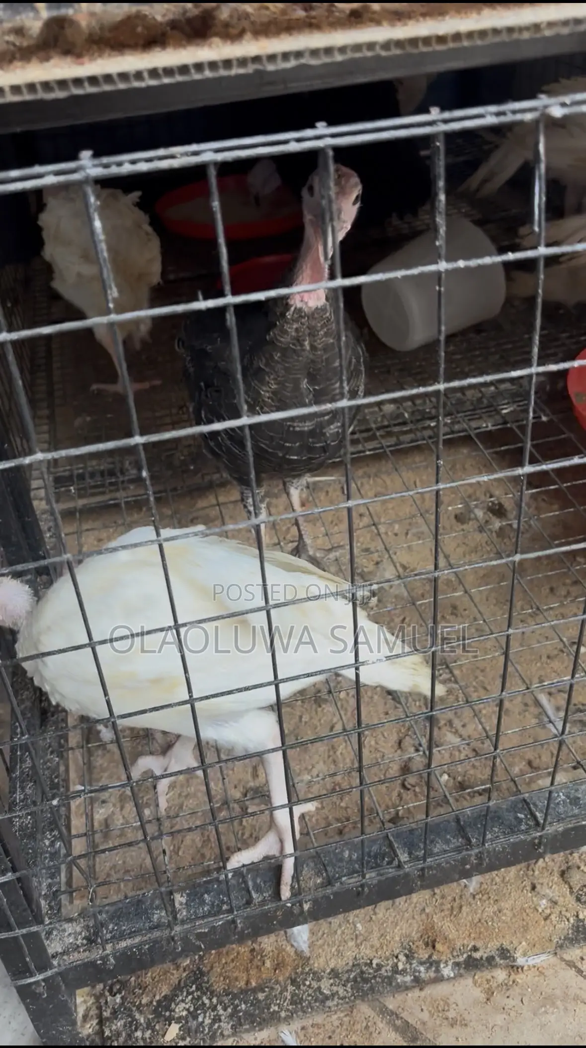 Friegn and Local Turkeys
