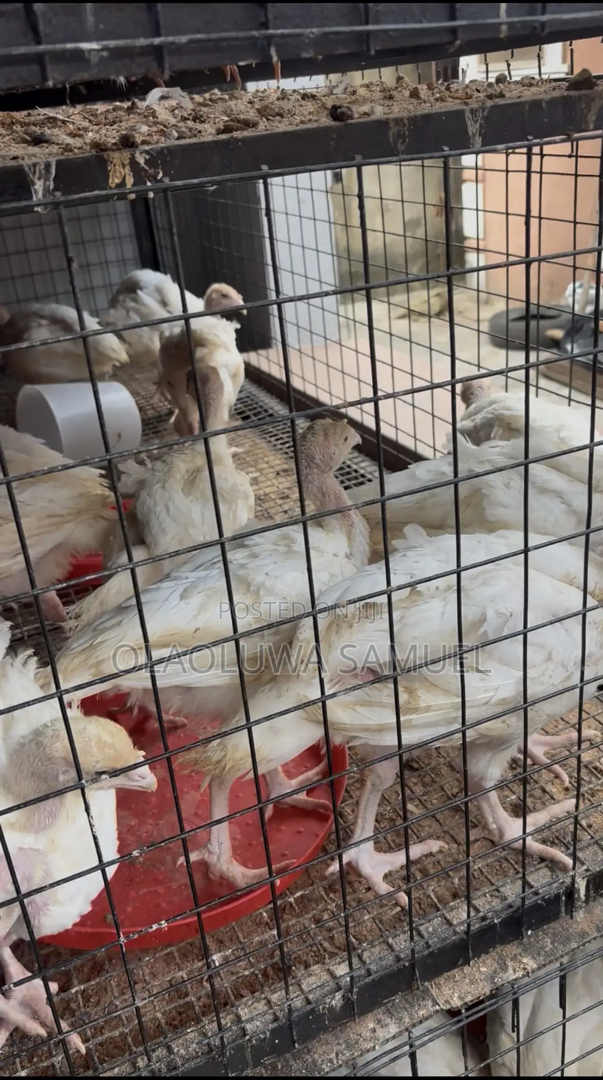 Friegn and Local Turkeys