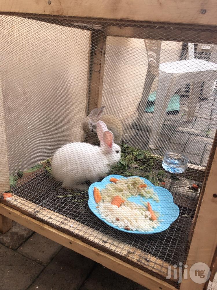 Hybrid Rabbits Of All Breeds For Sale.