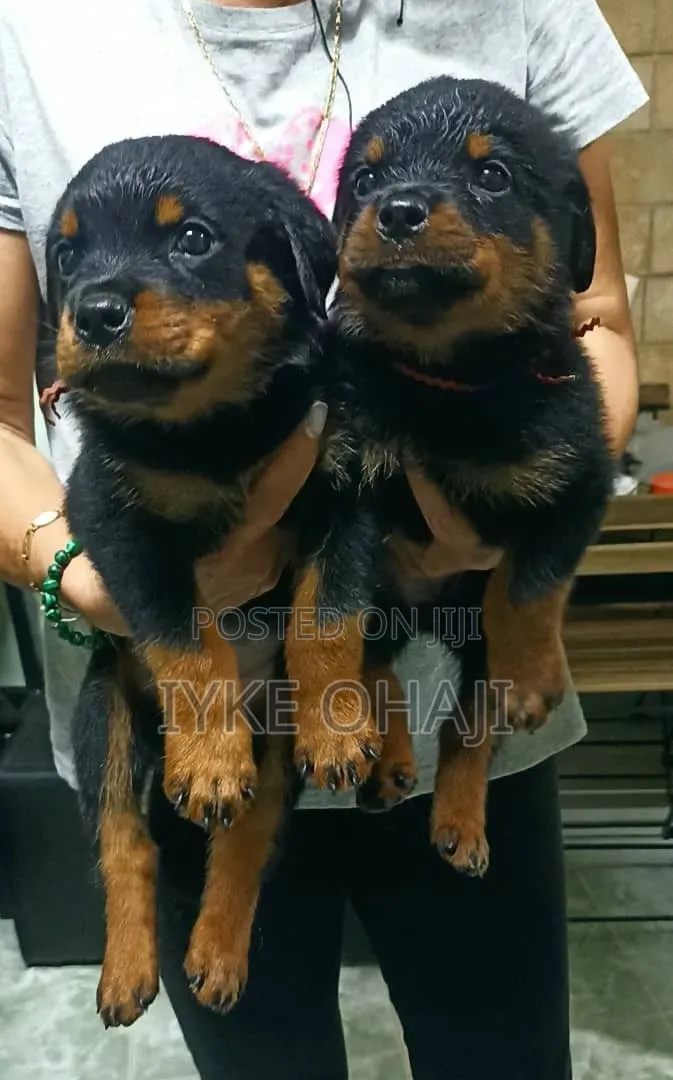 1-3 months Female Purebred Rottweiler