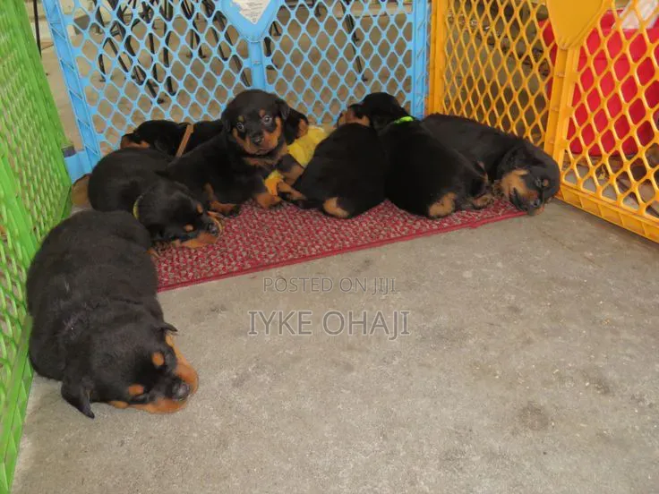 1-3 months Male Purebred Rottweiler