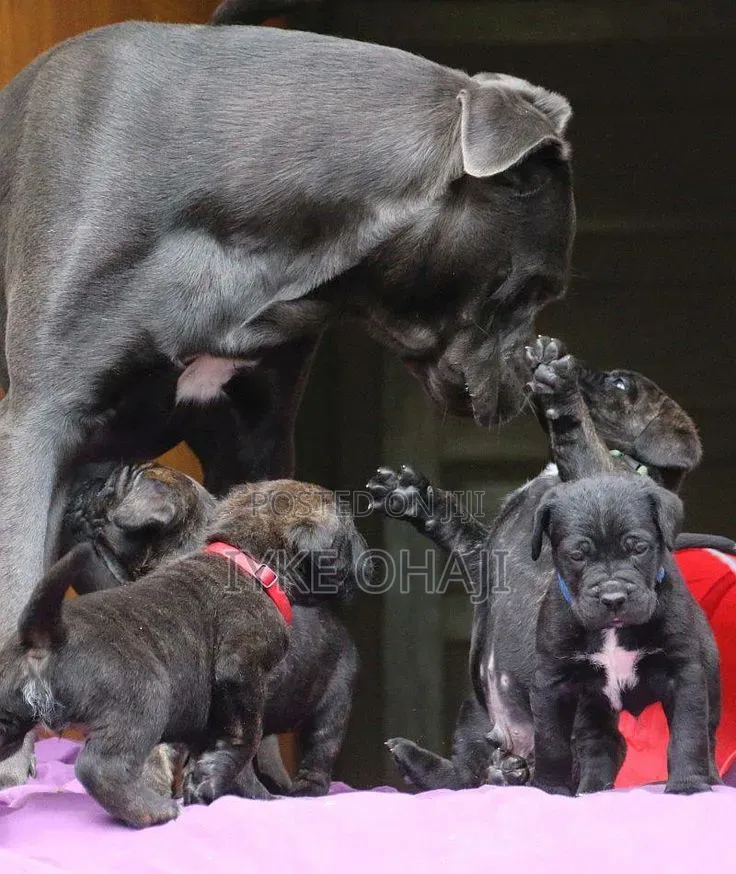 1-3 months Male Purebred Cane Corso