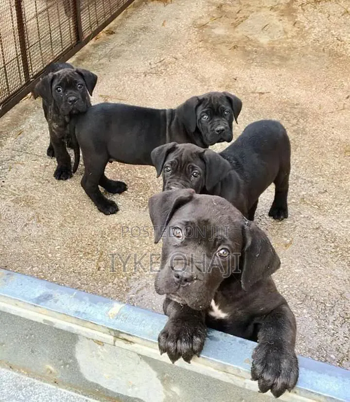 1-3 months Male Purebred Cane Corso