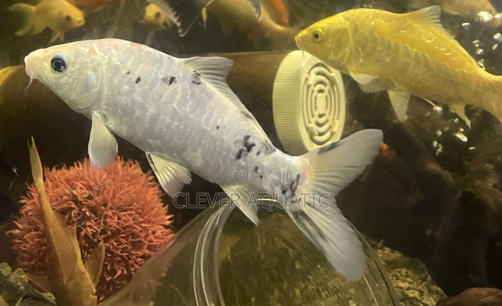 Big Aquarium (Koi Fish )