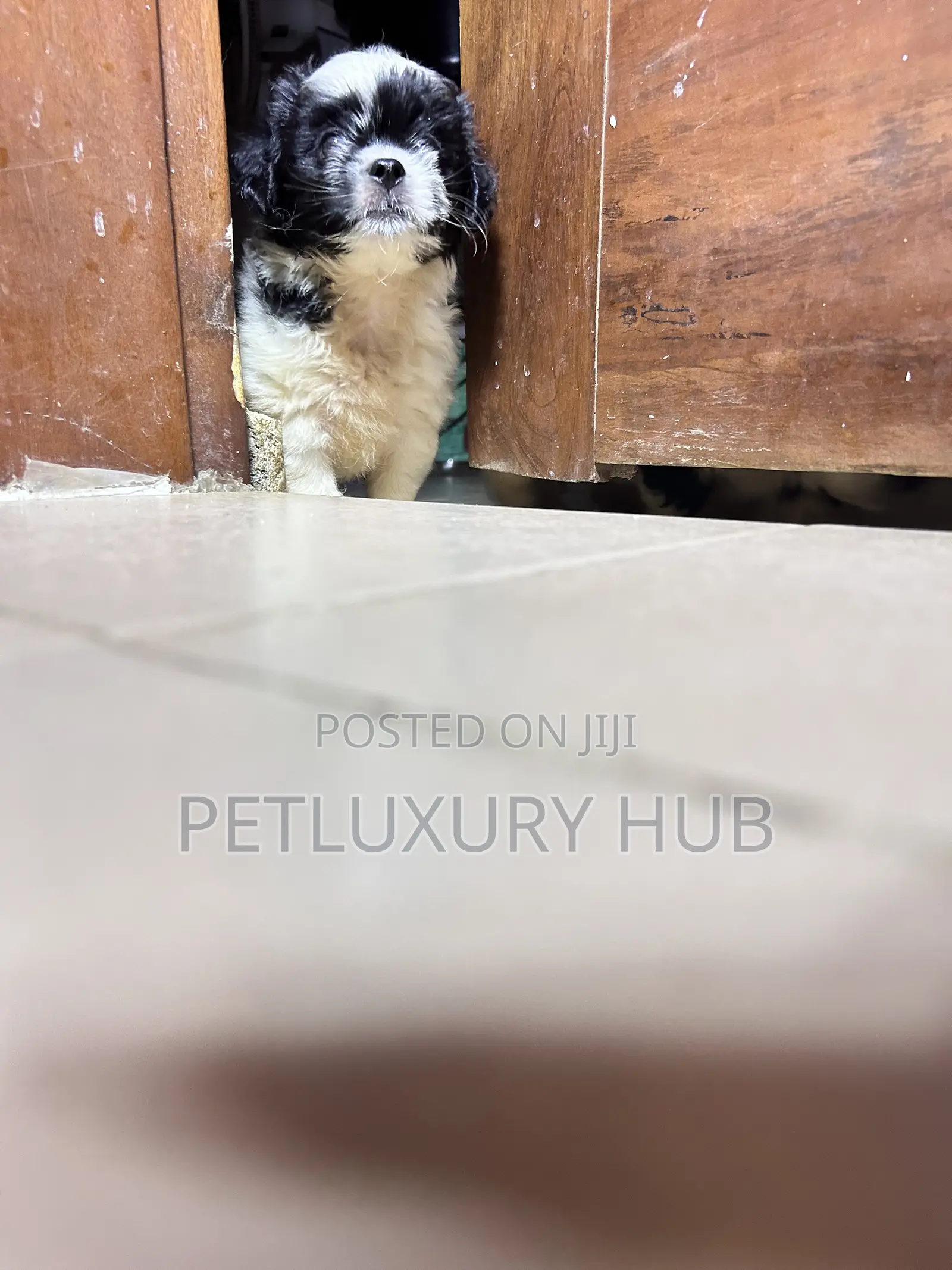 1-3 months Female Purebred Lhasa Apso