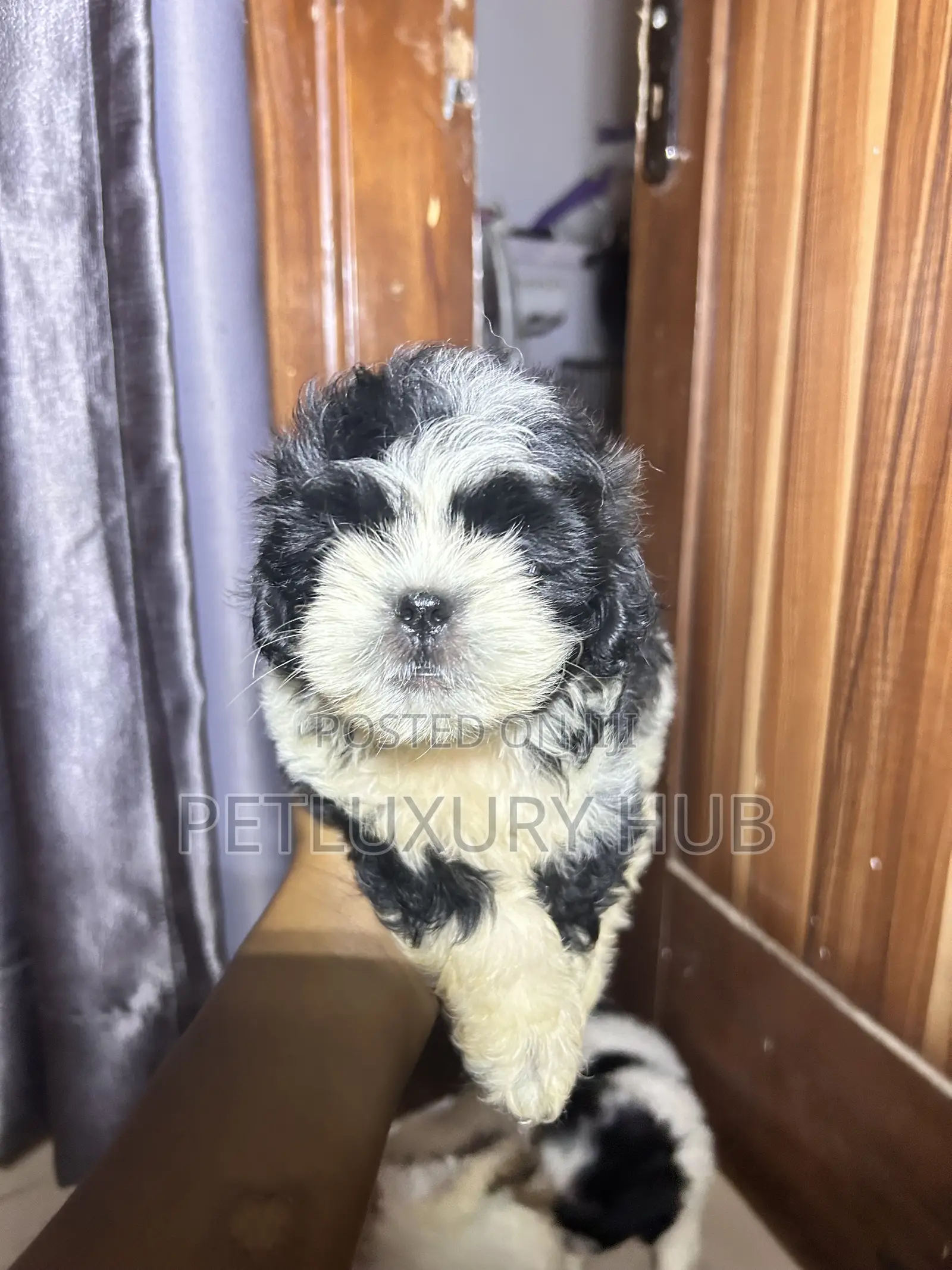 1-3 months Female Purebred Lhasa Apso