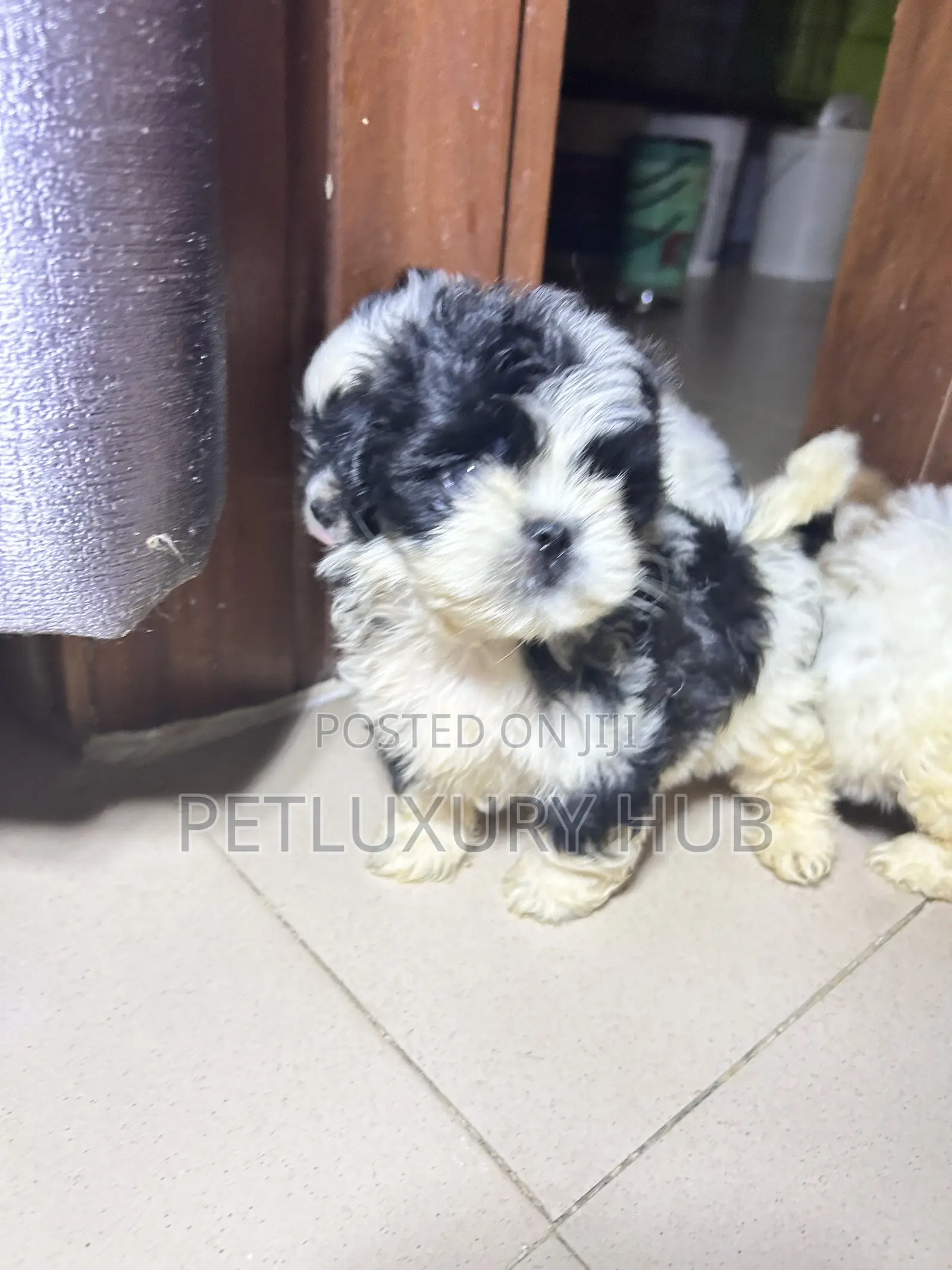 1-3 months Female Purebred Lhasa Apso