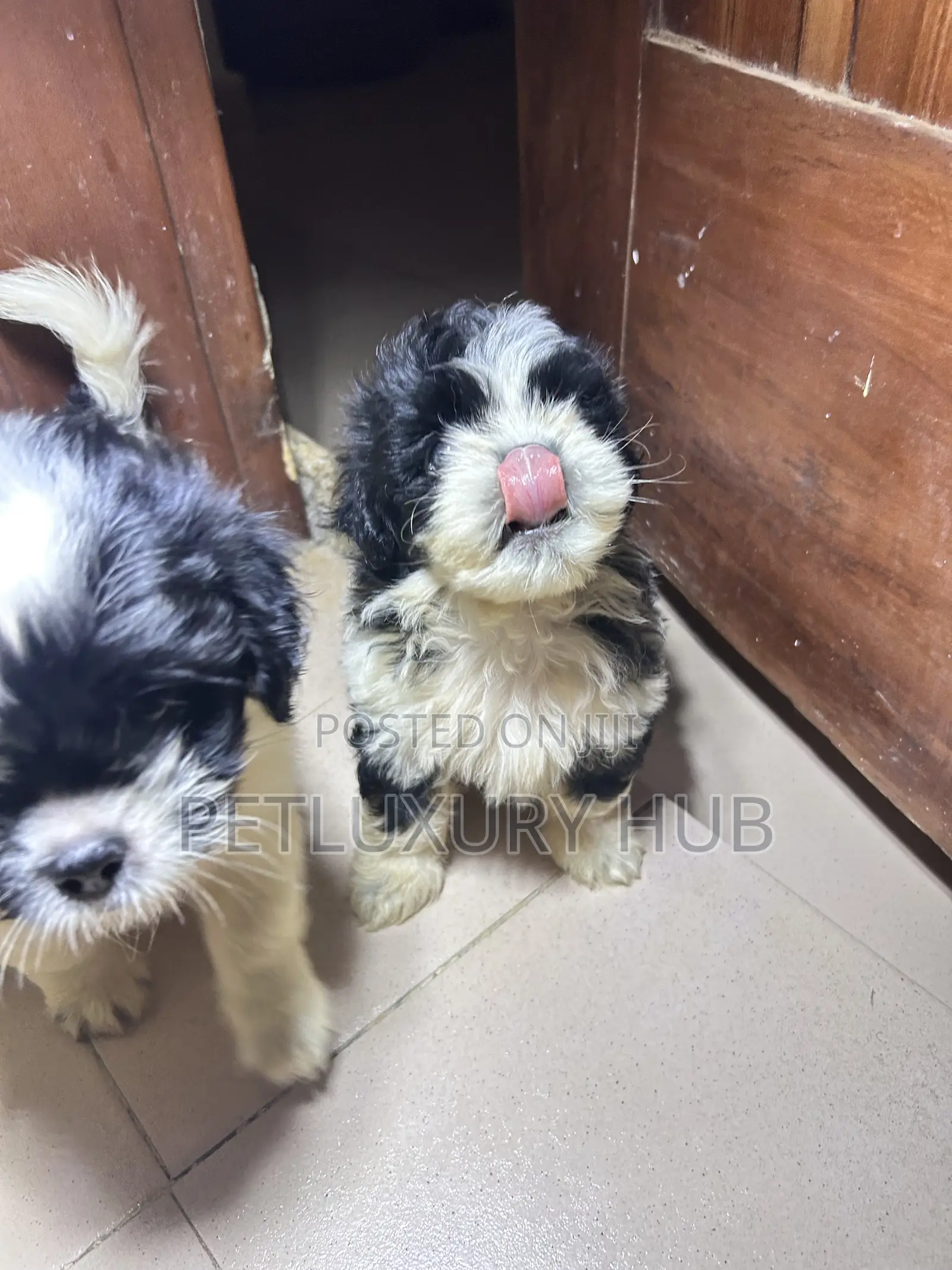 1-3 months Female Purebred Lhasa Apso
