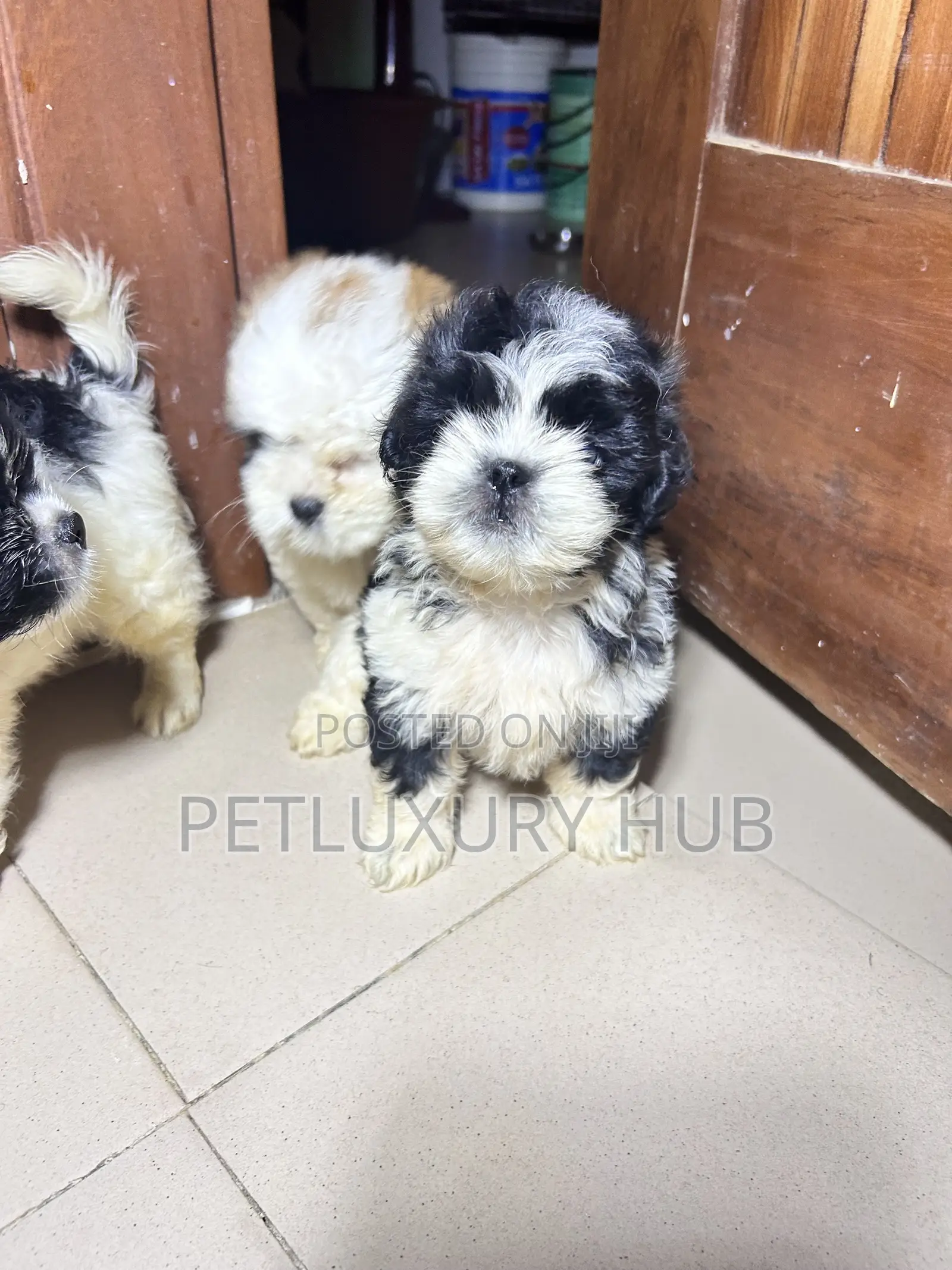 1-3 months Female Purebred Lhasa Apso