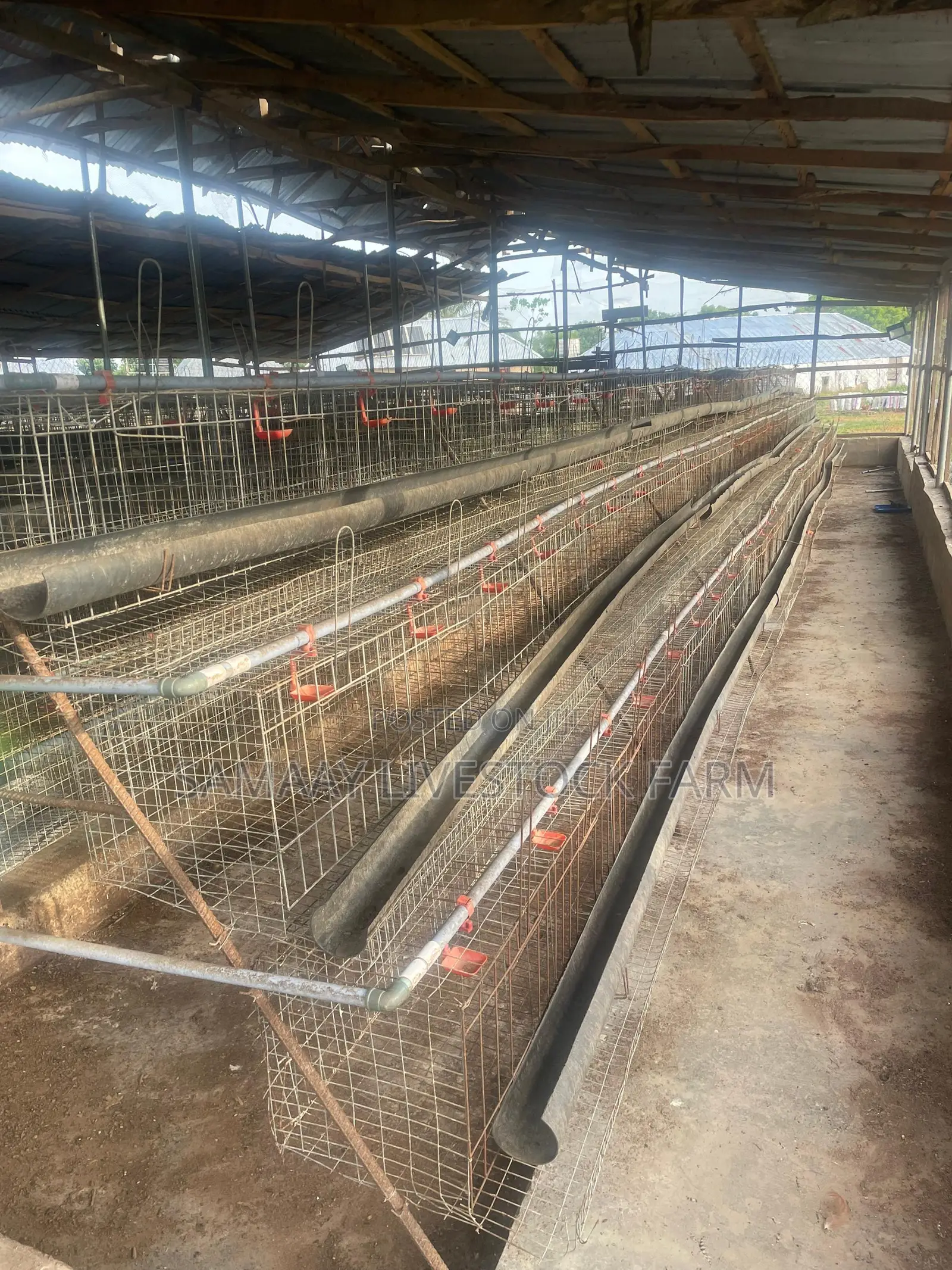 Used Cage for Layers