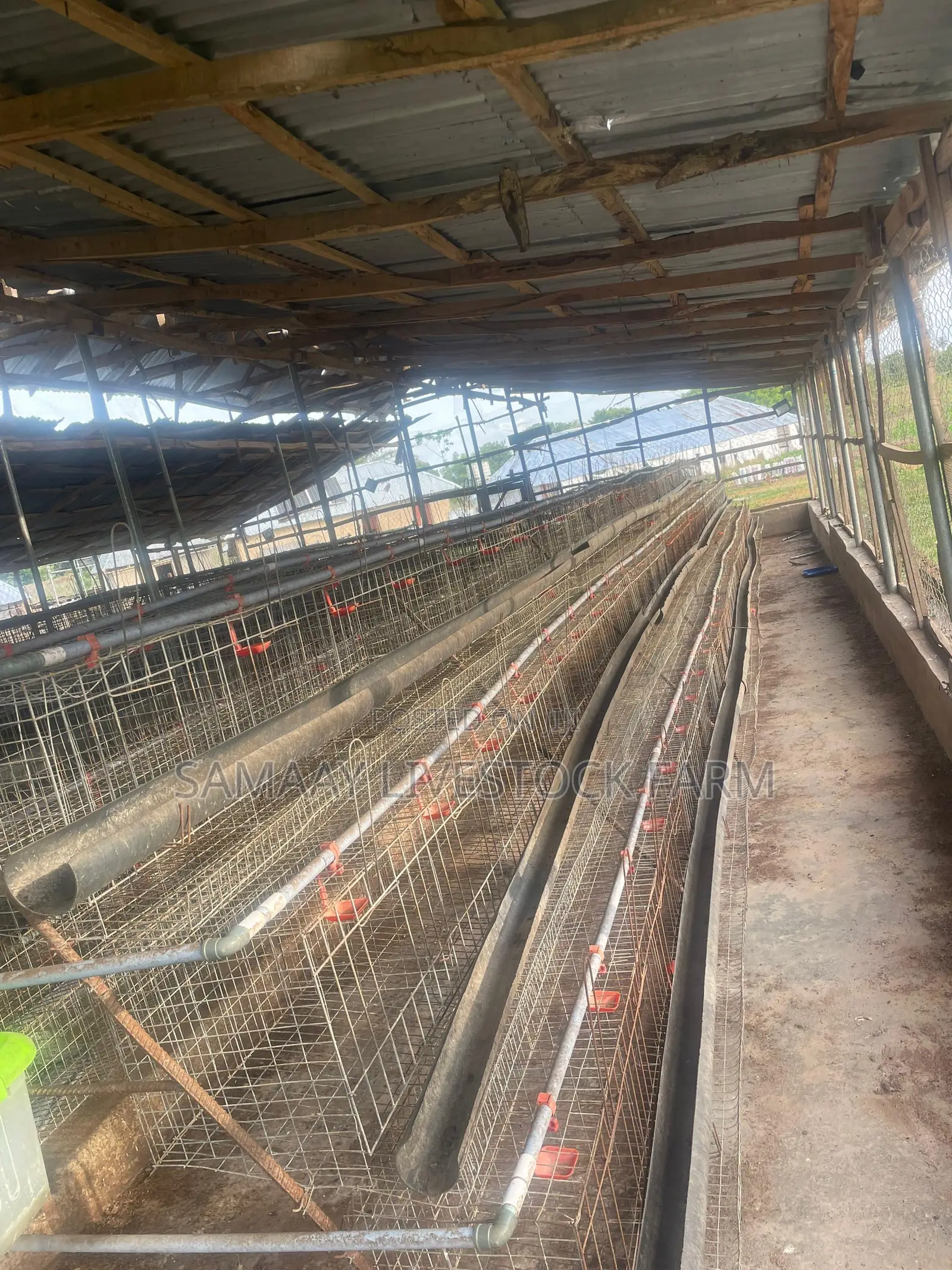 Used Cage for Layers