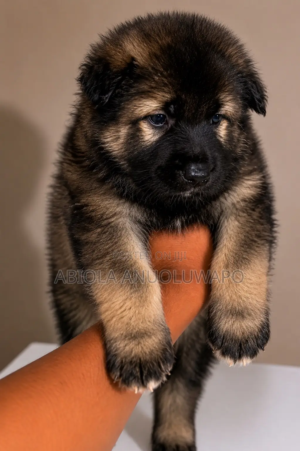 0-1 month Male Purebred Caucasian Shepherd