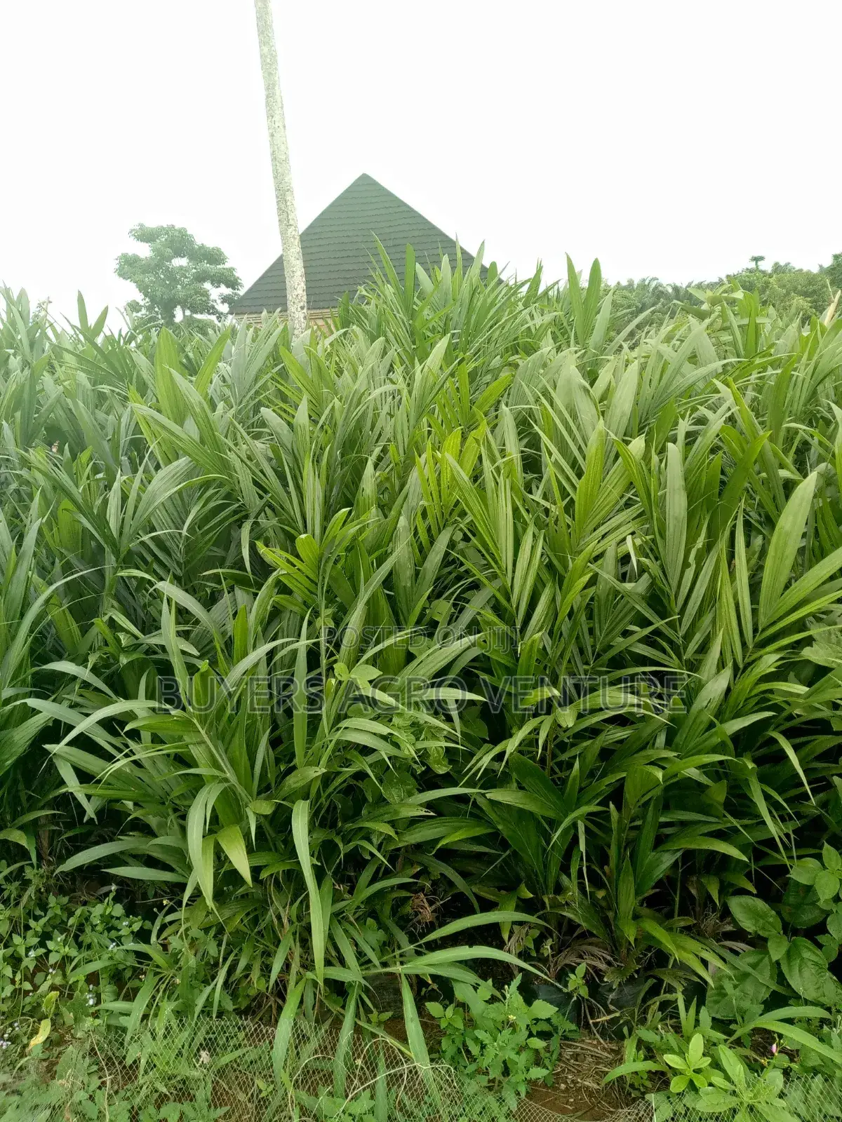 Malaysia Supergene Seedlings Here for You Really One